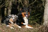 BERGER AUSTRALIEN - ADULT & PUPPY 078